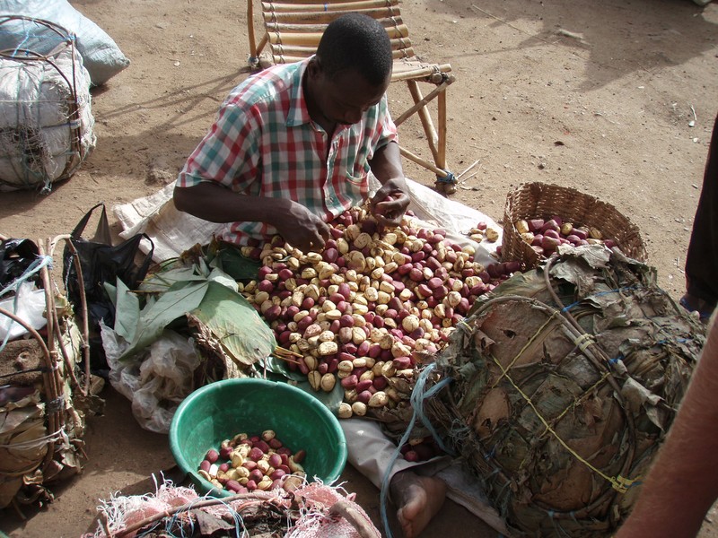 Article : La noix de Cola dans la société africaine